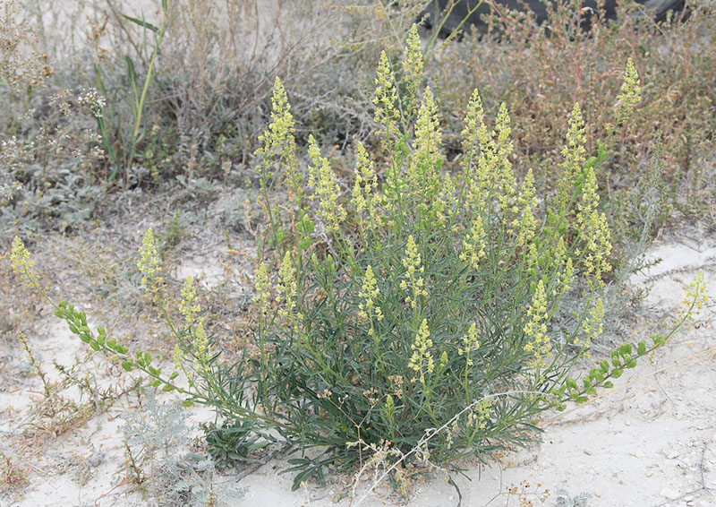 Image of Reseda lutea specimen.