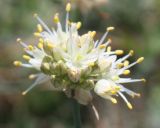 Allium marschallianum. Соцветие. Крым, яйла Чатырдага. 23.07.2009.