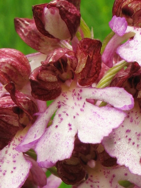 Image of Orchis purpurea specimen.