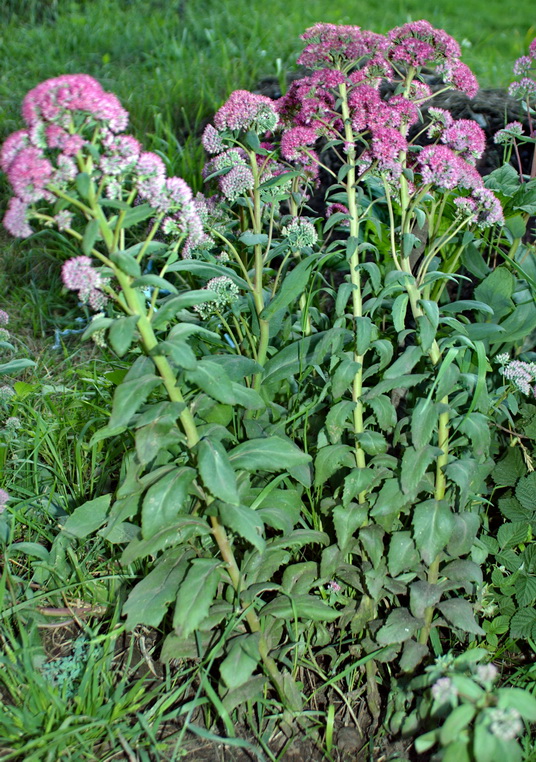 Изображение особи Hylotelephium triphyllum.