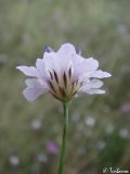 Cephalaria transsylvanica. Соцветие. Крым, Севастополь, Байдарская долина, окр. с. Орлиное. 22.08.2009.