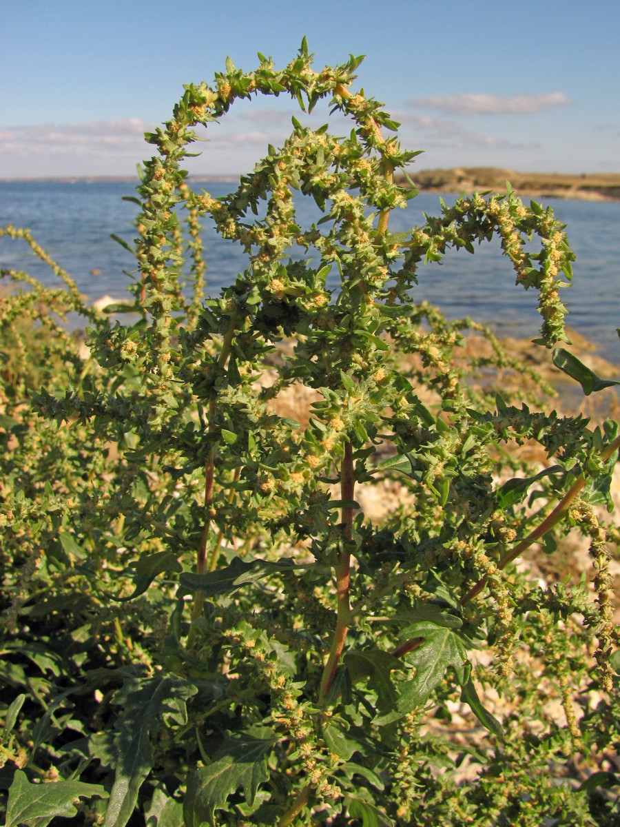 Image of Atriplex tatarica specimen.