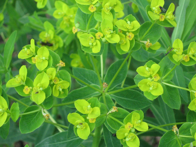 Изображение особи Euphorbia semivillosa.