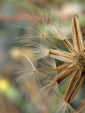 Crepis rhoeadifolia