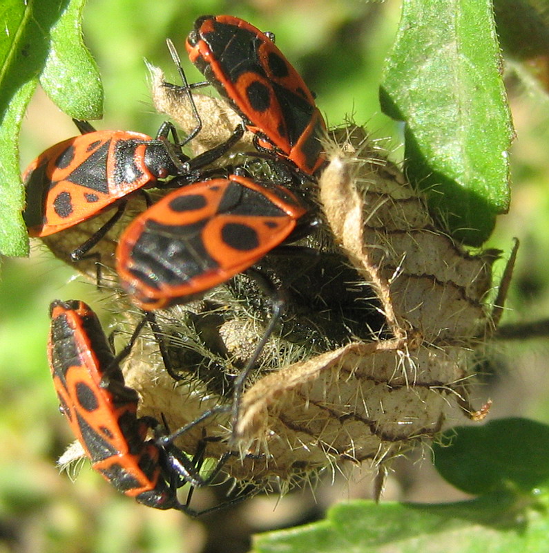 Image of Hibiscus trionum specimen.