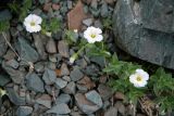 Cerastium lithospermifolium. Цветущие растения. Диаметр цветов примерно 1,7 см. Растения среди мелких камней на каменистом склоне. Горный Алтай, пер. Каратюрек, примерно 2600 м. н. у. м., середина июля 2007 г.