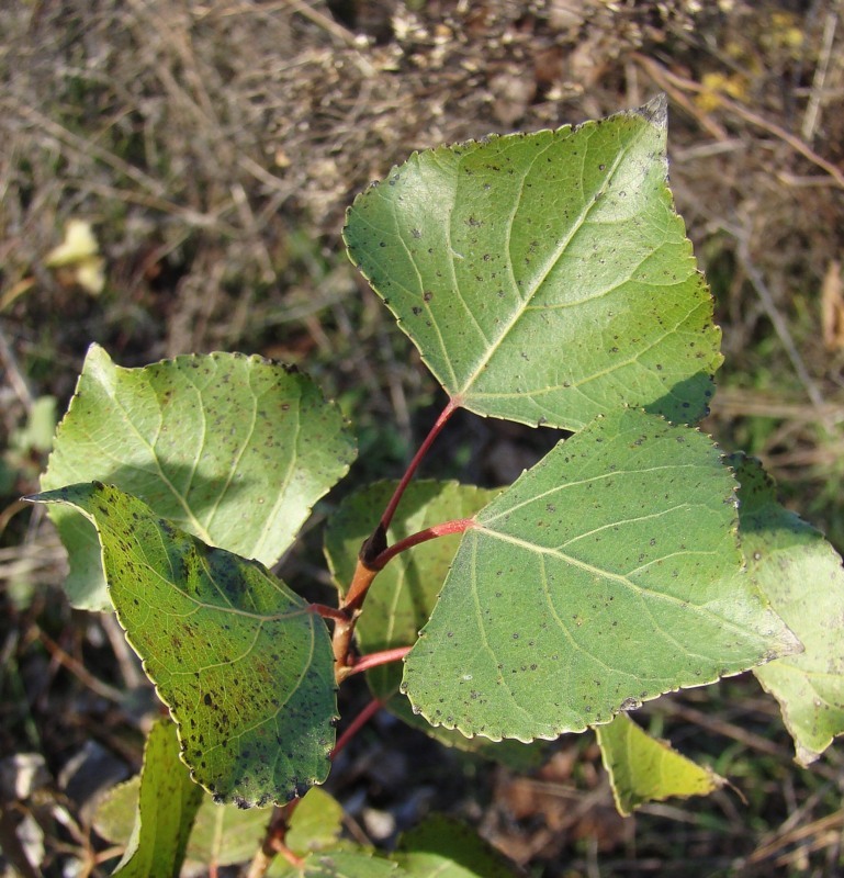 Image of Populus italica specimen.