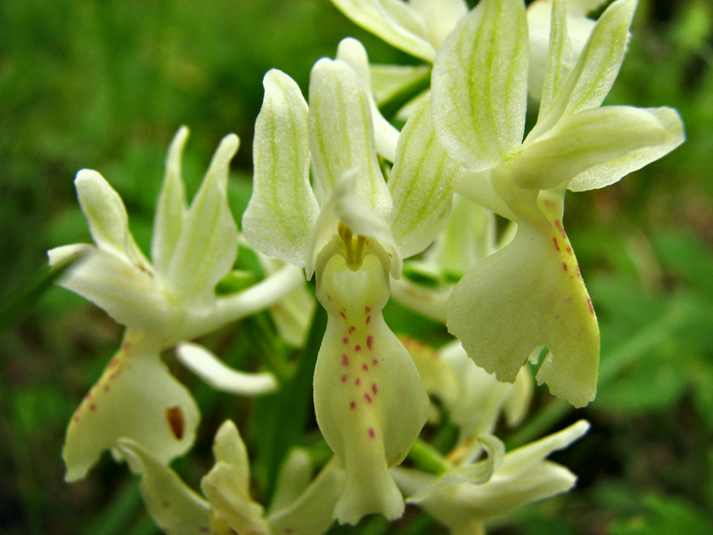 Изображение особи Orchis provincialis.