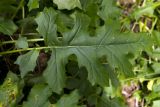 Acanthus mollis