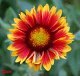 Gaillardia aristata