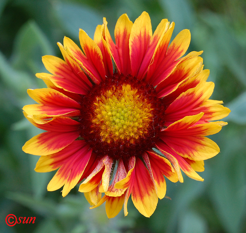 Image of Gaillardia aristata specimen.