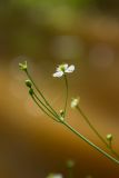 Alisma plantago-aquatica