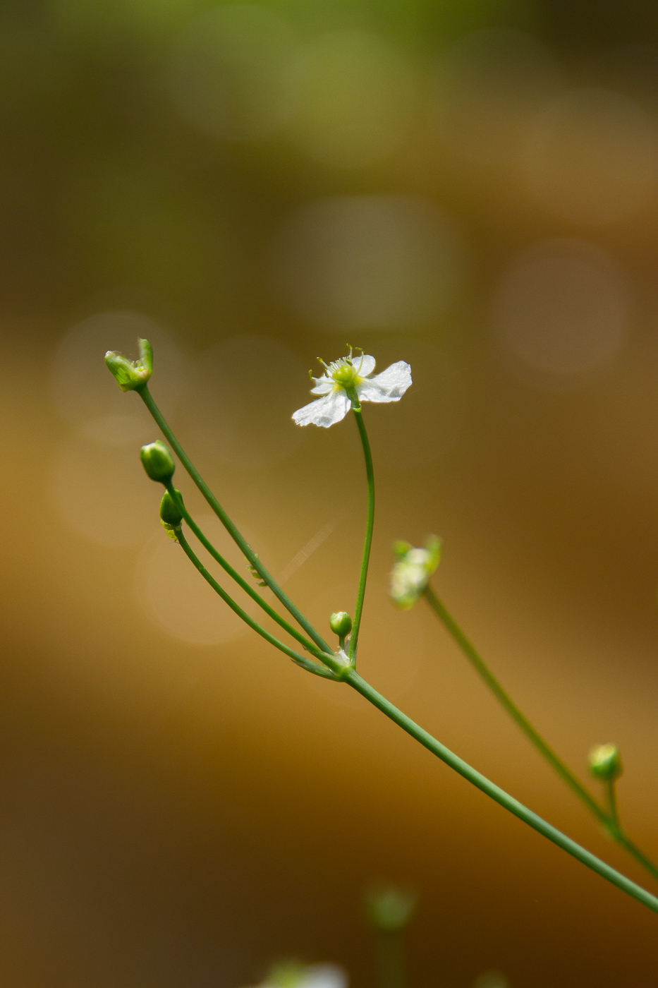 Image of Alisma plantago-aquatica specimen.