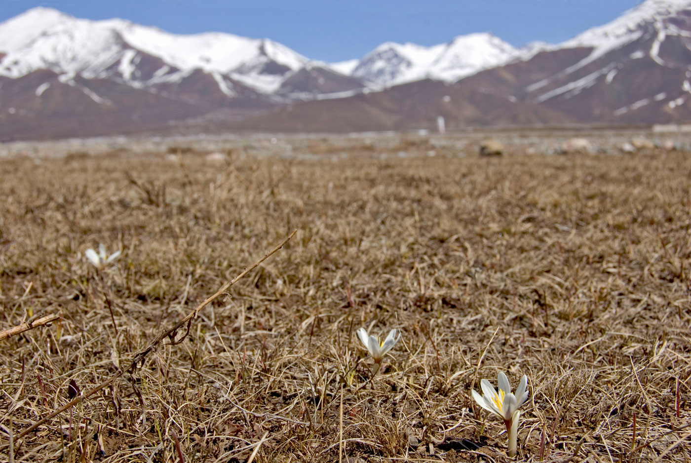 Image of Colchicum kesselringii specimen.