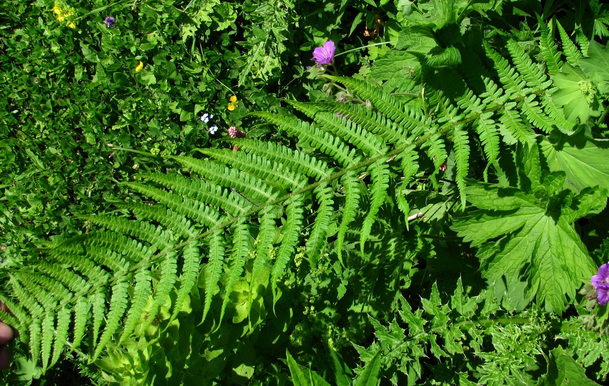 Image of Dryopteris oreades specimen.