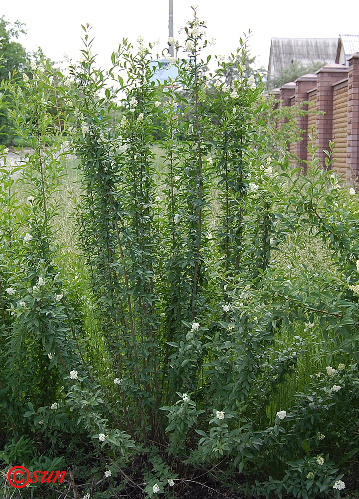 Image of Ligustrum vulgare specimen.