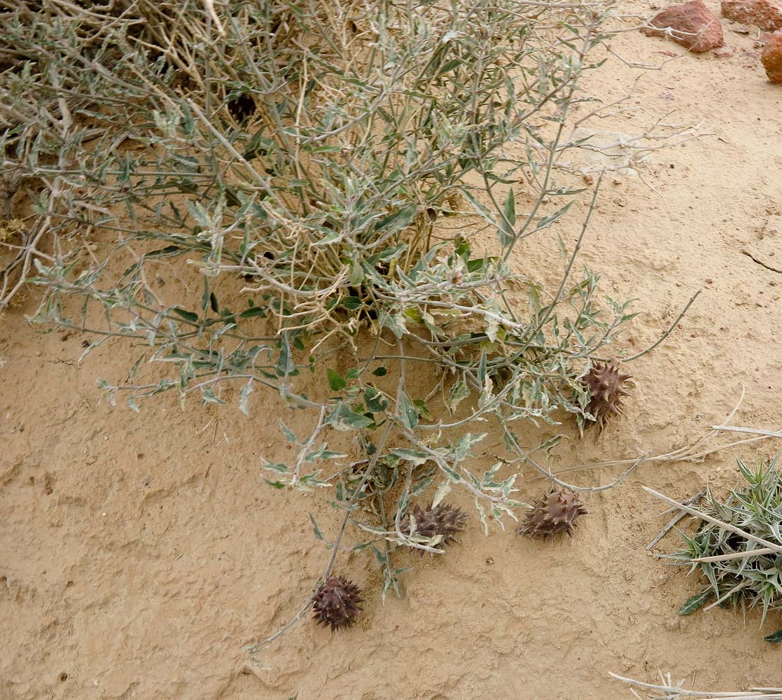 Image of Glossonema boveanum specimen.