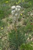 Asphodeline taurica