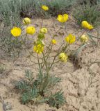 Ranunculus platyspermus