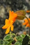 Thunbergia gregorii. Цветок. США, Калифорния, Санта-Барбара, возле Старой Миссии. 18.02.2014.