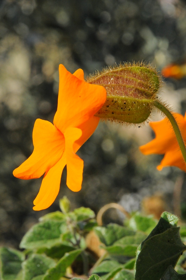 Изображение особи Thunbergia gregorii.