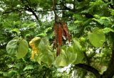 Cercis siliquastrum. Верхушка веточки плодоносящего растения. Испания, Андалусия, провинция Малага, г. Бенальмадена, парк La Paloma. Август 2015 г.