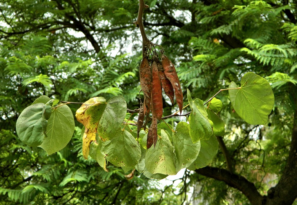 Image of Cercis siliquastrum specimen.