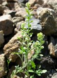 Alyssum turkestanicum var. desertorum