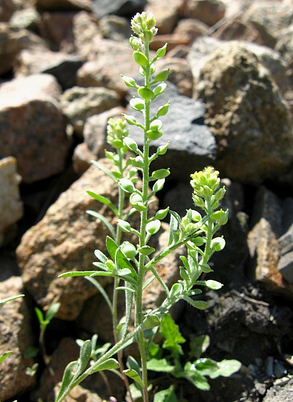 Image of Alyssum turkestanicum var. desertorum specimen.