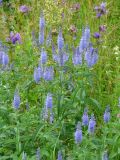 Veronica longifolia. Верхушки цветущих растений. Бурятия, Тункинский р-н, окр. пос. Аршан. 19.07.2014.