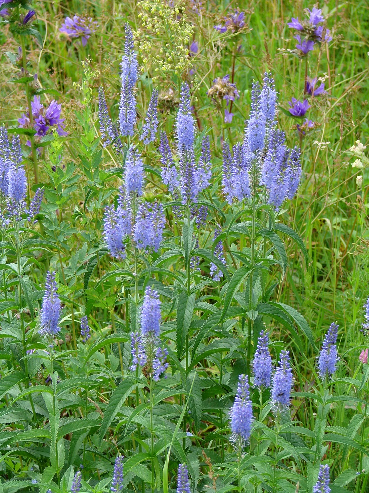 Изображение особи Veronica longifolia.