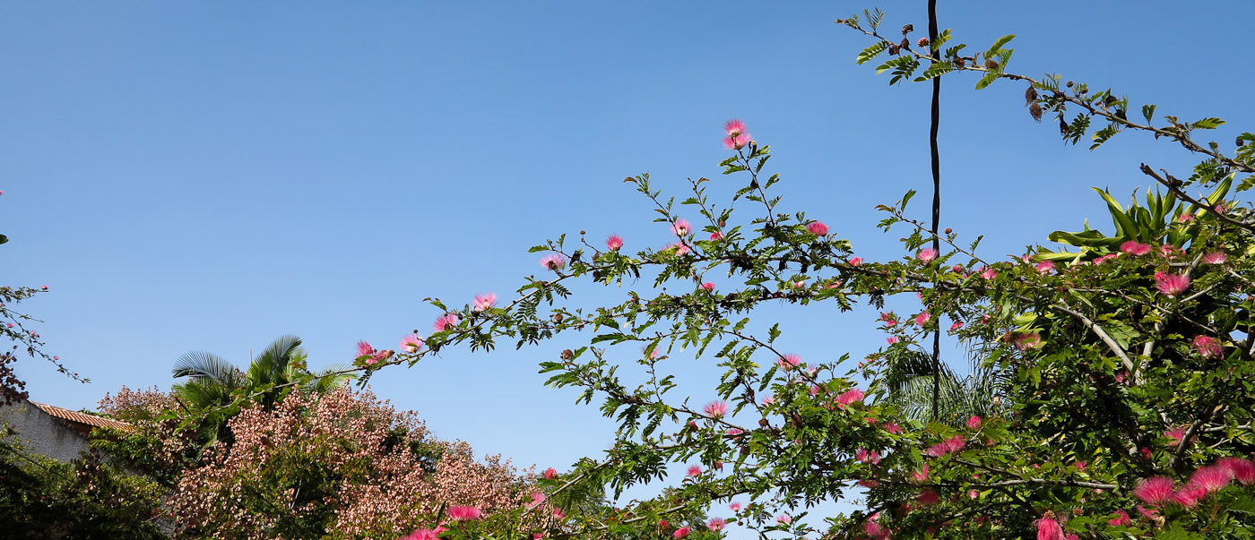 Изображение особи Calliandra haematocephala.
