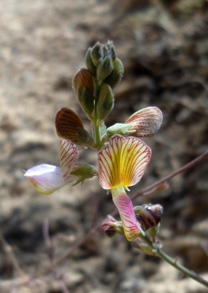 Image of Onobrychis sintenisii specimen.