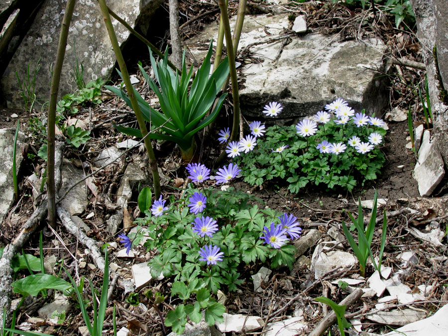 Изображение особи Anemone banketovii.