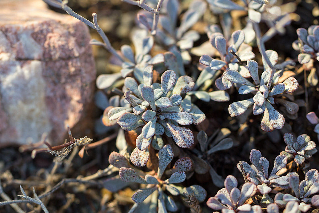 Image of Limonium roridum specimen.