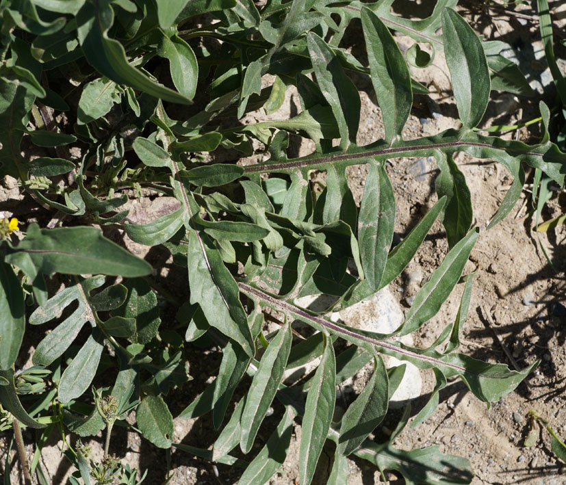 Image of Centaurea adpressa specimen.