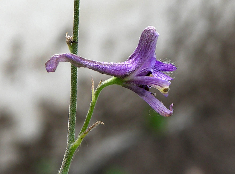 Image of Delphinium nachiczevanicum specimen.