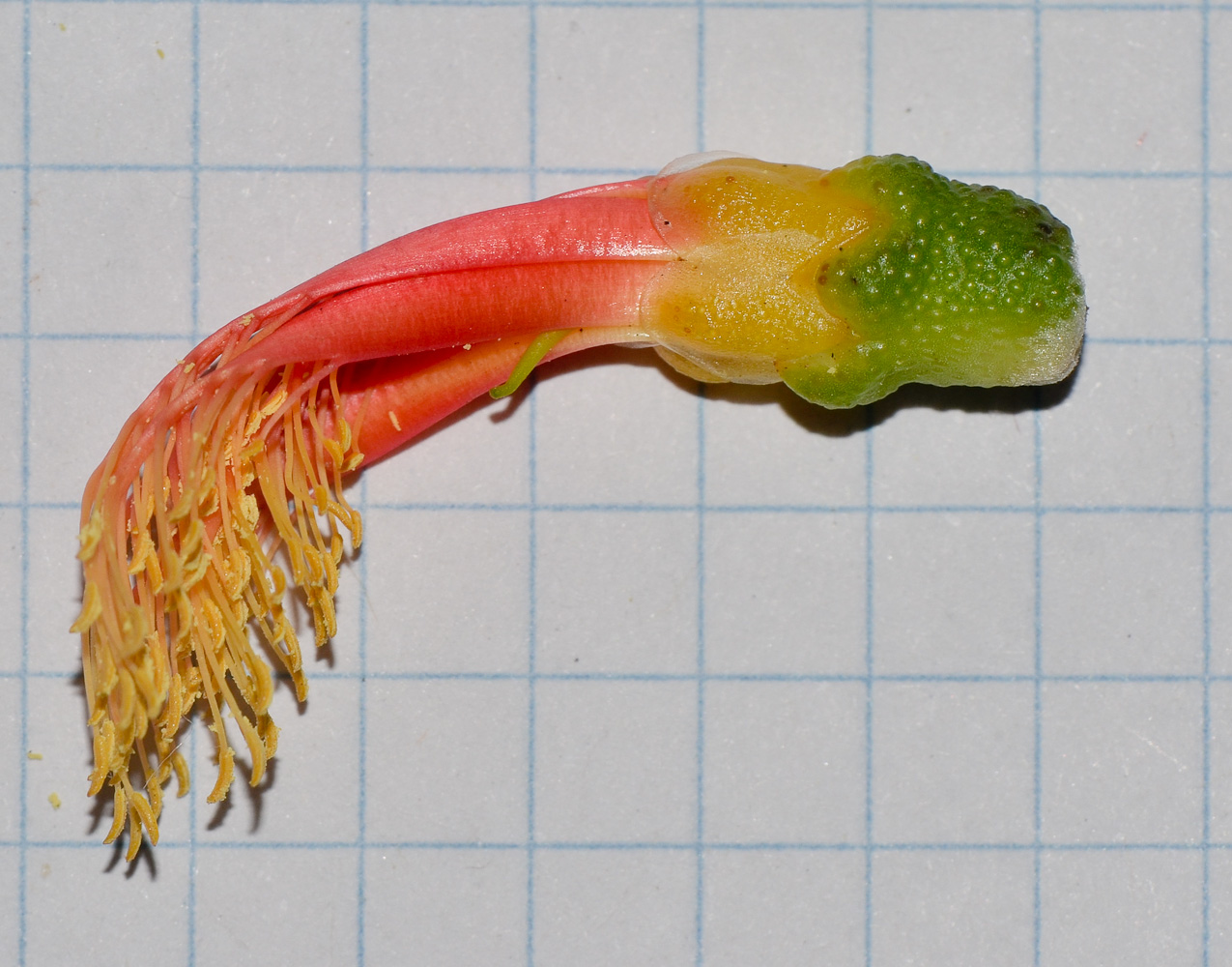 Image of Calothamnus gilesii specimen.