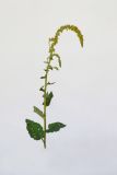 Verbascum nigrum