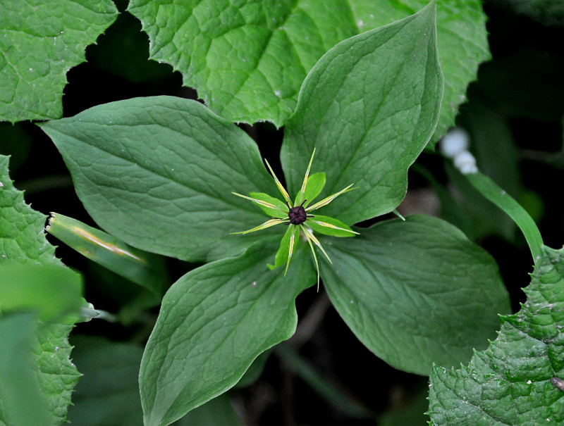 Image of Paris quadrifolia specimen.