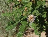 Glycyrrhiza soongorica