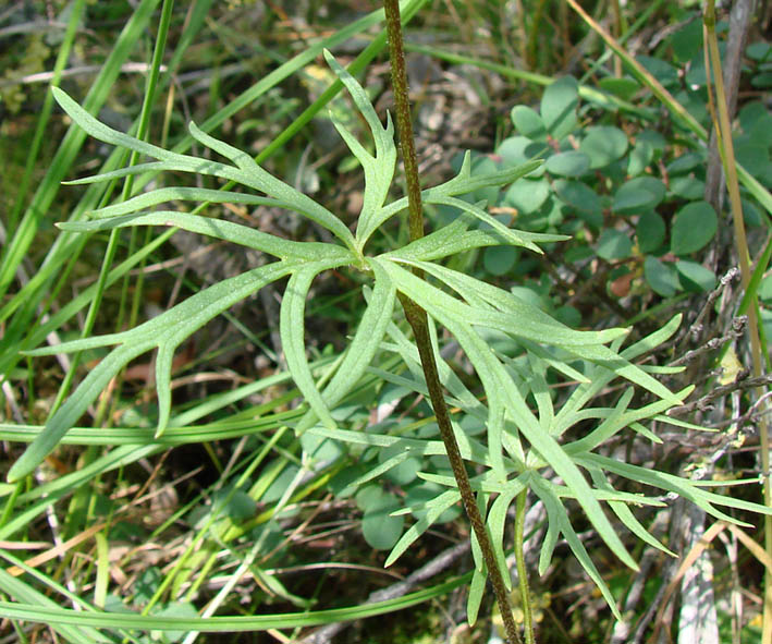 Изображение особи Aconitum ambiguum.