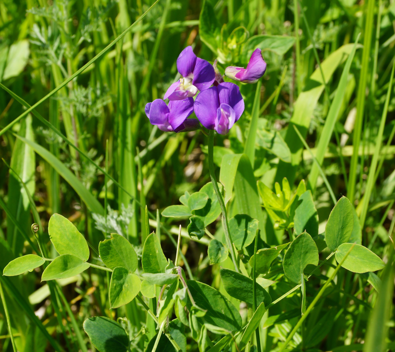 Image of Lathyrus humilis specimen.