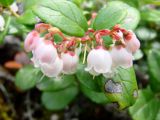 Vaccinium vitis-idaea разновидность minus. Соцветие. Якутия (Саха), Алданский р-н, берег р. Тимптон, 203 км от устья. 01.07.2011.