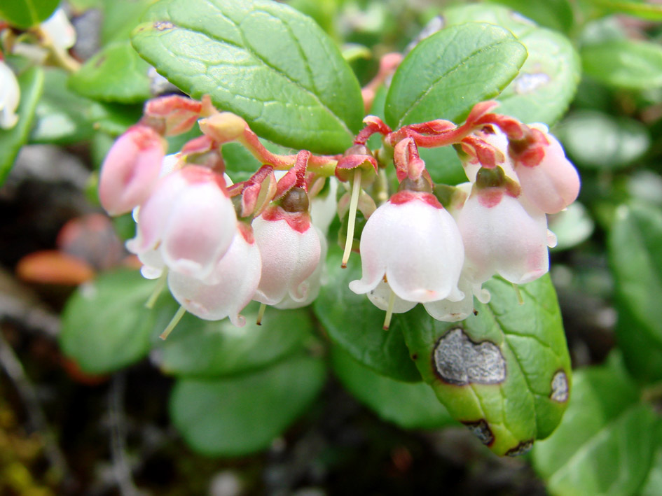 Image of Vaccinium vitis-idaea var. minus specimen.