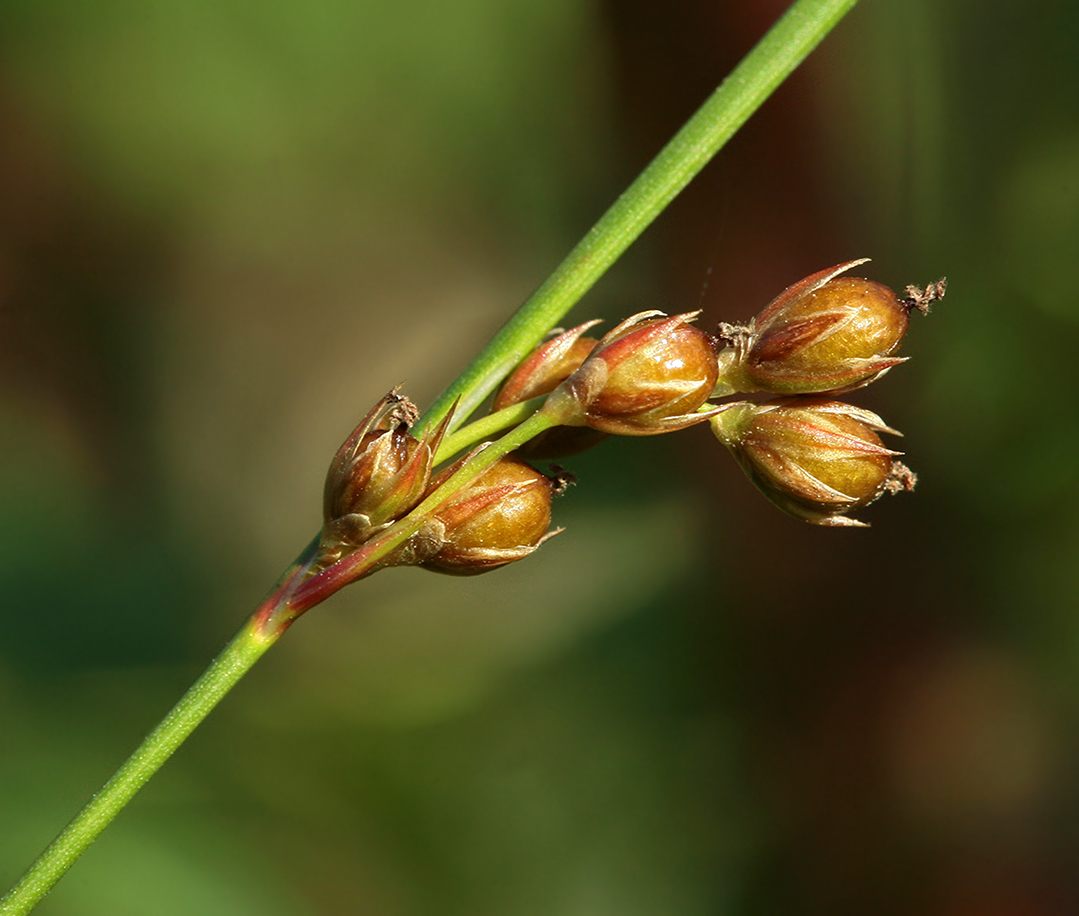 Image of Juncus filiformis specimen.