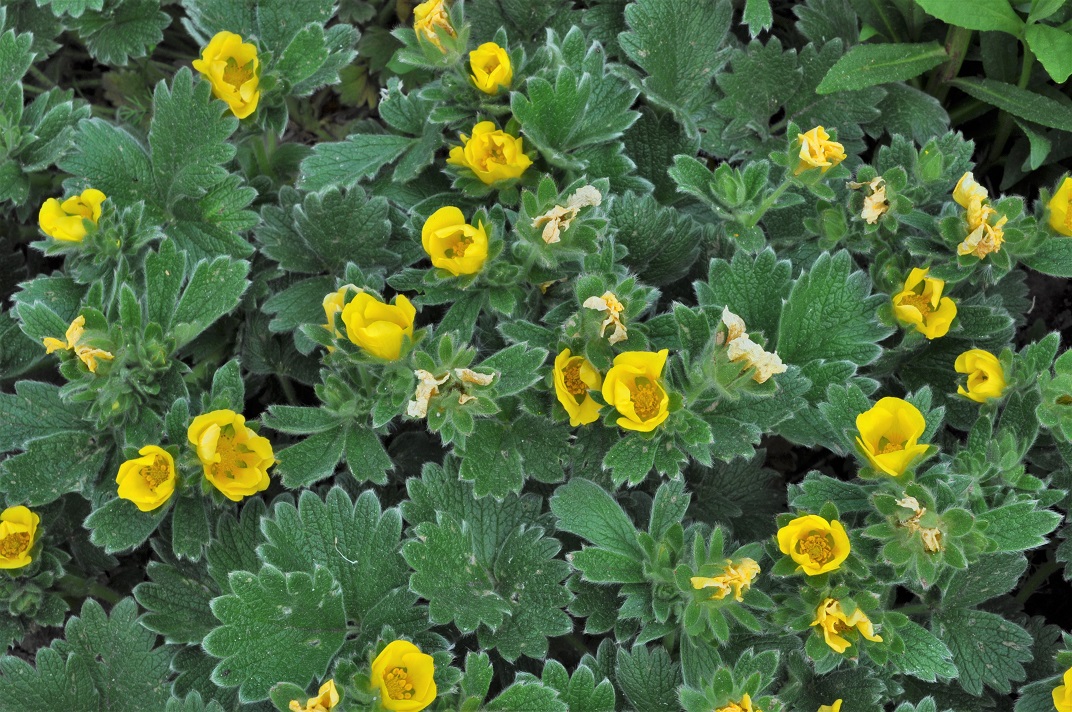 Image of Potentilla megalantha specimen.