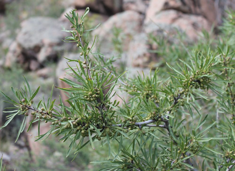 Image of Rhamnus erythroxylon specimen.