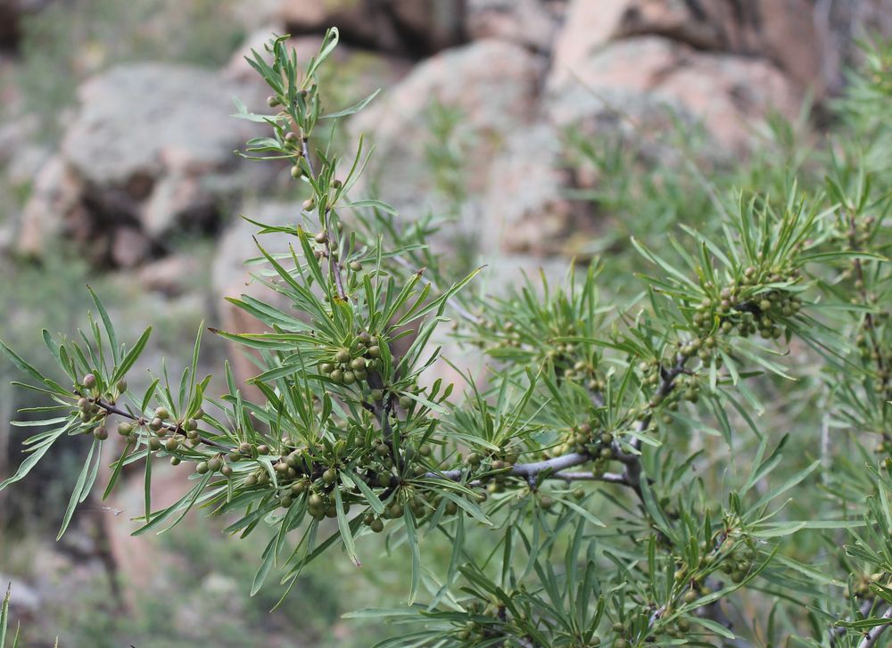 Изображение особи Rhamnus erythroxylon.