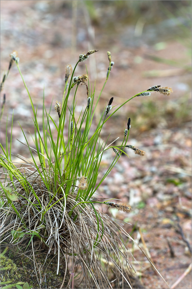 Изображение особи Carex cespitosa.